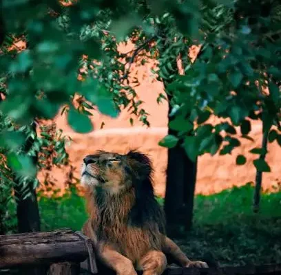 Leonaarei