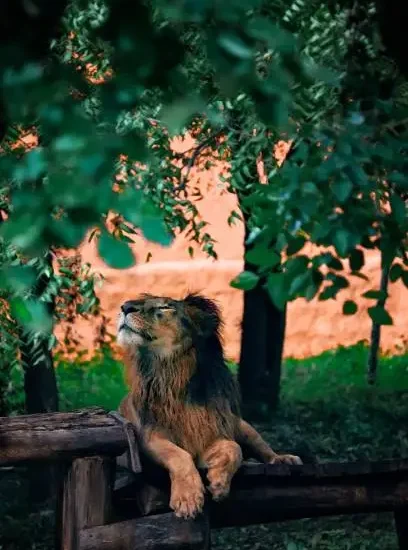 Leonaarei